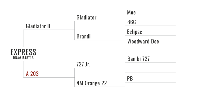 Express's Pedigree Chart