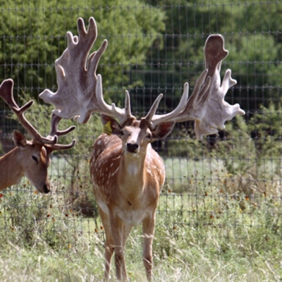 Bullwinkle Fallow